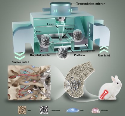 清華、北大、北醫(yī)三院聯(lián)合：高溫氧化處理3D打印鎂合金骨植入物結(jié)構(gòu)優(yōu)化及體內(nèi)外生物降解行為
